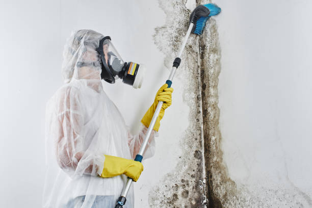 Why You Should Choose Our Mold Remediation Services in Cornell, WI